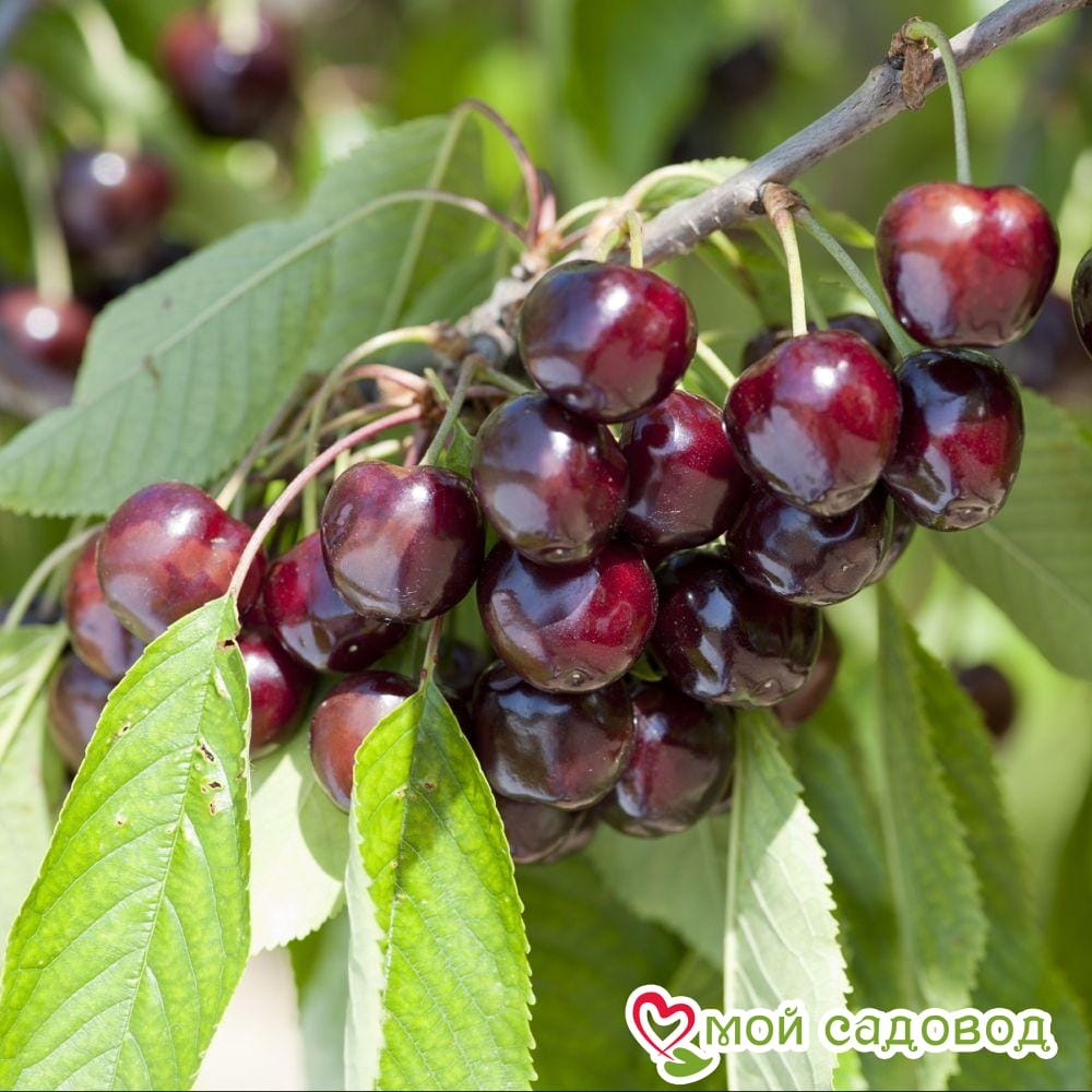 Черешня Бигаро Старкин