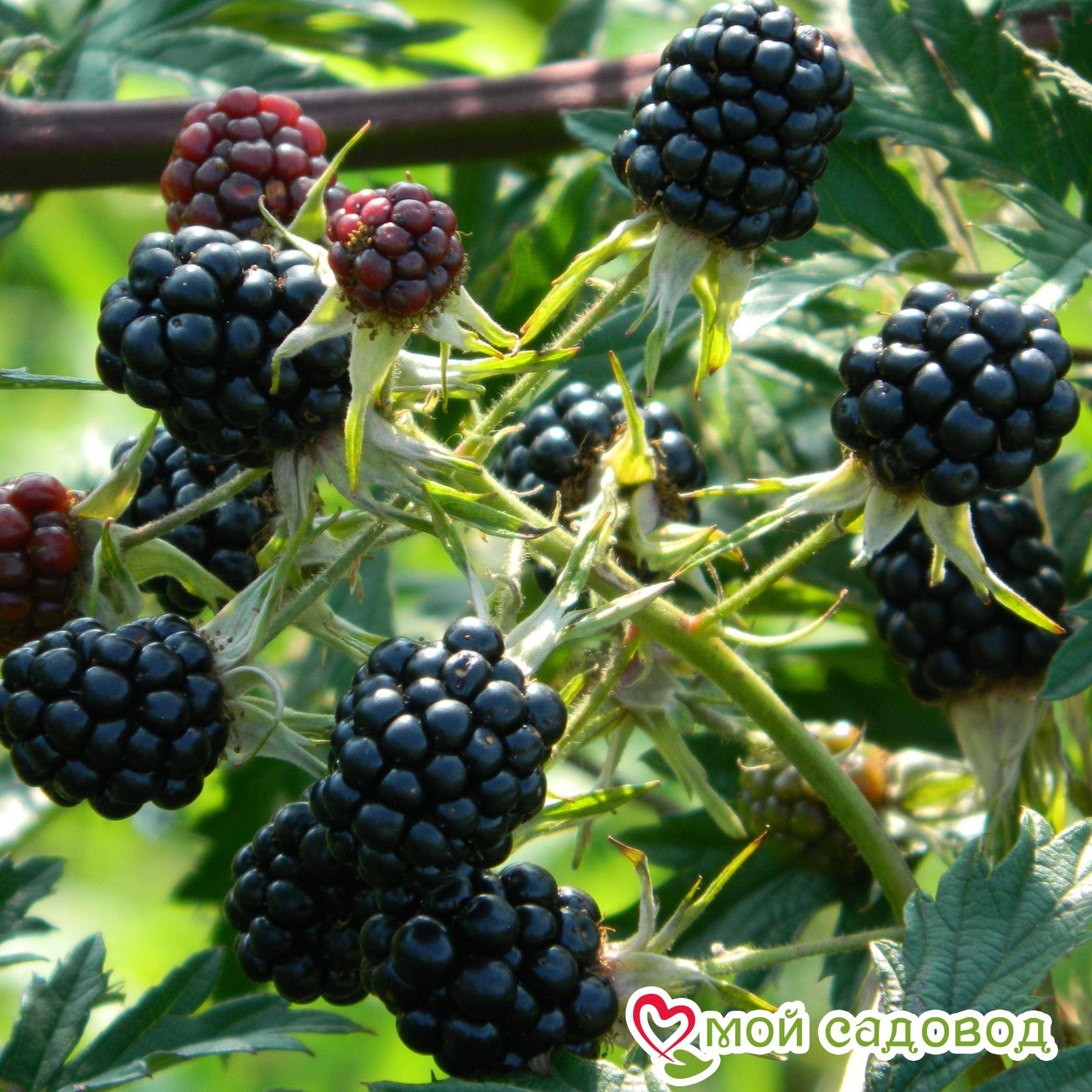 Ежевика "Торнлесс Эвергрин"