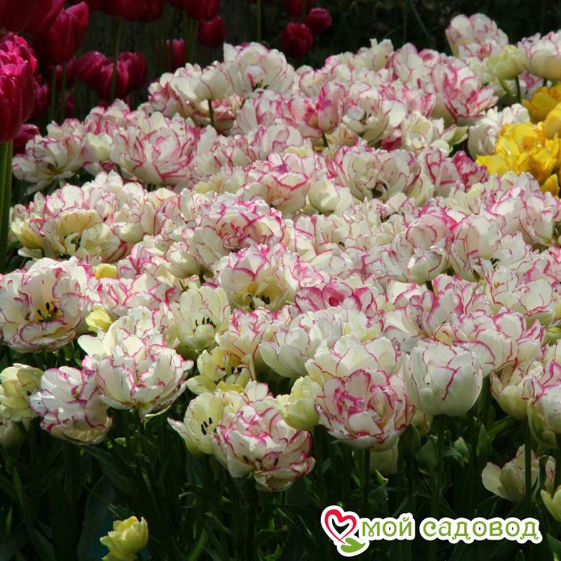 Тюльпан махровый Белиция